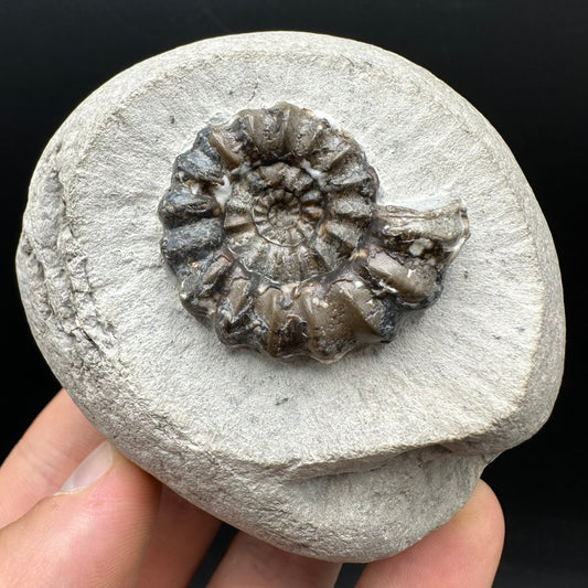 Androgynoceras maculatum ammonite fossil with box and stand - Whitby, North Yorkshire Jurassic Coast Yorkshire Fossils