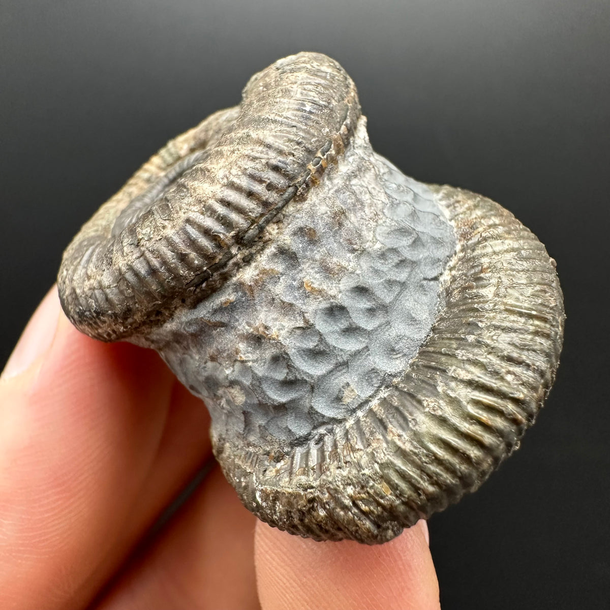 Dactylioceras Ammonite Fossil With Stand - Whitby, North Yorkshire Jurassic Coast Yorkshire Fossils
