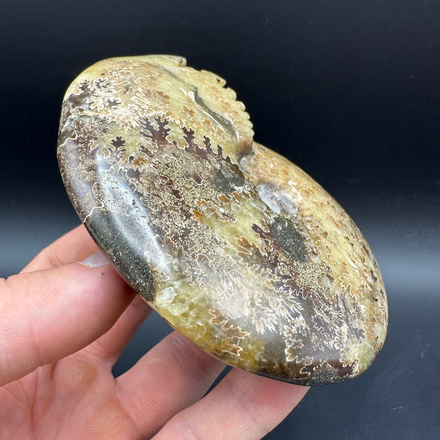 Cleoniceras Ammonite Fossil With Box And Stand - Cretaceous Ammonite Madagascar