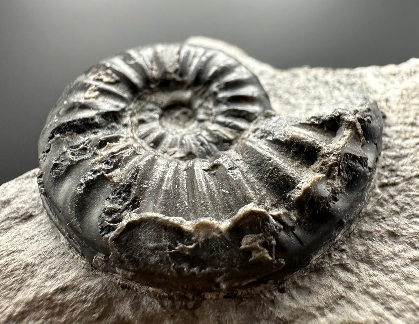 Asteroceras Ammonite fossil with box and stand - Whitby, North Yorkshire Jurassic Coast Yorkshire Fossils