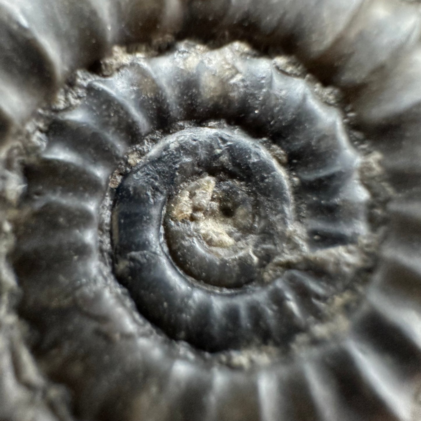 Arnioceras ammonite shell fossil with box and stand - Whitby, North Yorkshire Jurassic Coast Yorkshire Fossils