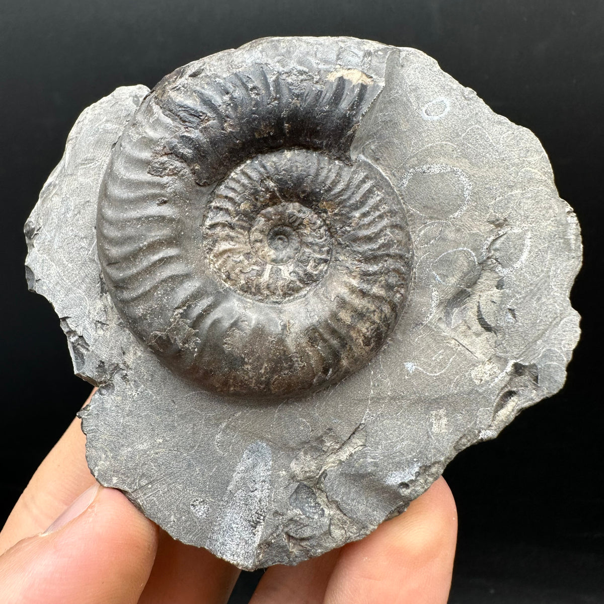 Grammoceras thoaurense Ammonite shell fossil with box and stand - Whitby, North Yorkshire, Yorkshire Fossils from the Jurassic Coast