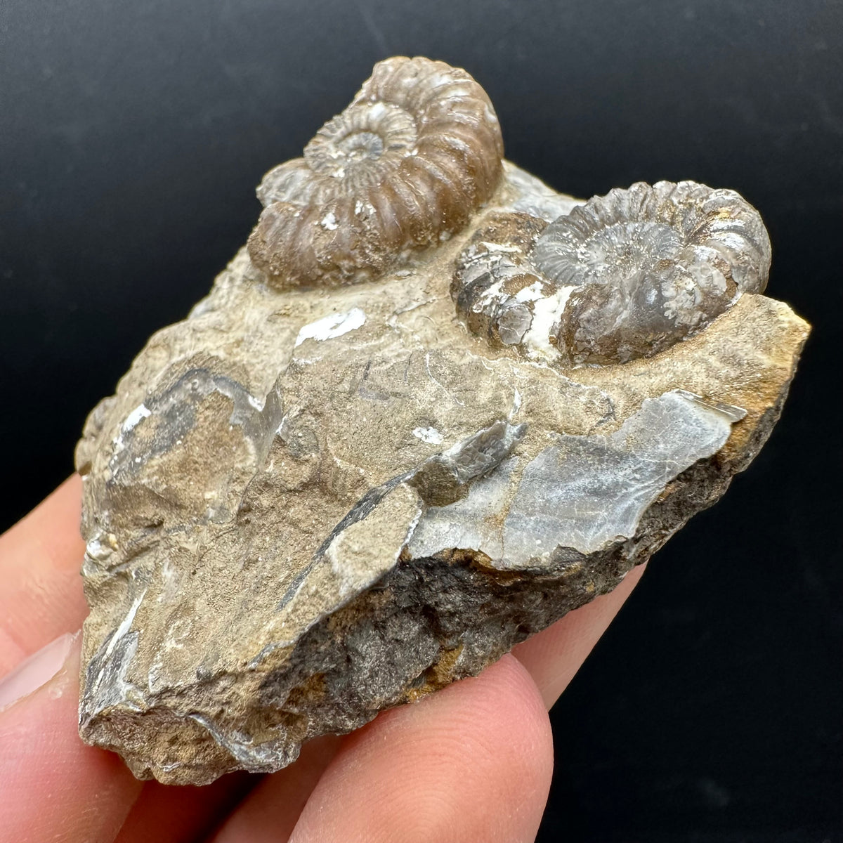 Androgynoceras capricornus Ammonite Fossil With Stand - Whitby, North Yorkshire Jurassic Coast Yorkshire Fossils