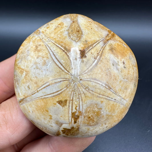 Holectypus Sea Urchin Fossil With Box And Stand - Middle Jurassic Madagascar