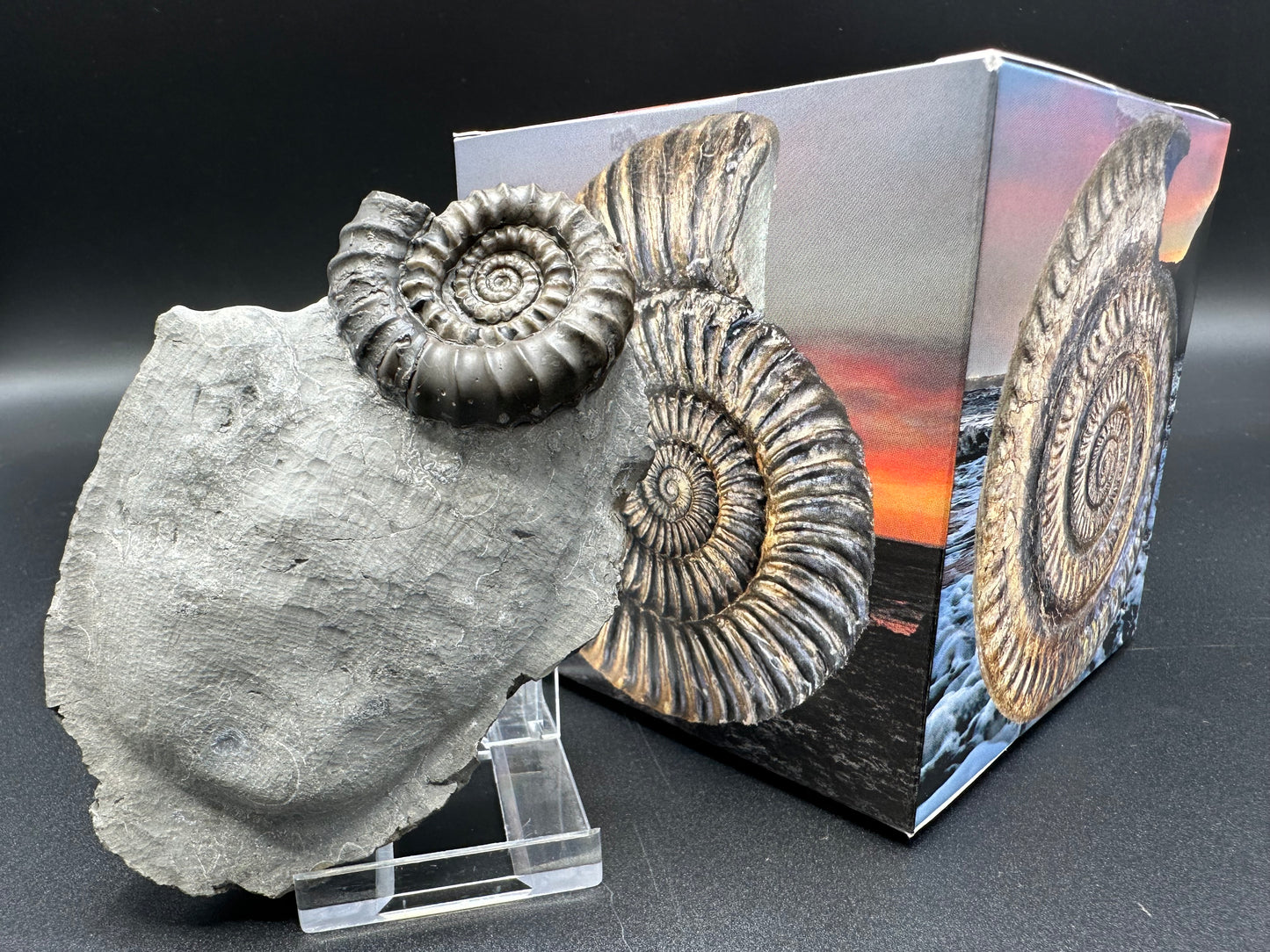 Gagaticeras ammonite fossil with gift box and stand- Whitby, North Yorkshire Jurassic Coast Yorkshire Fossils