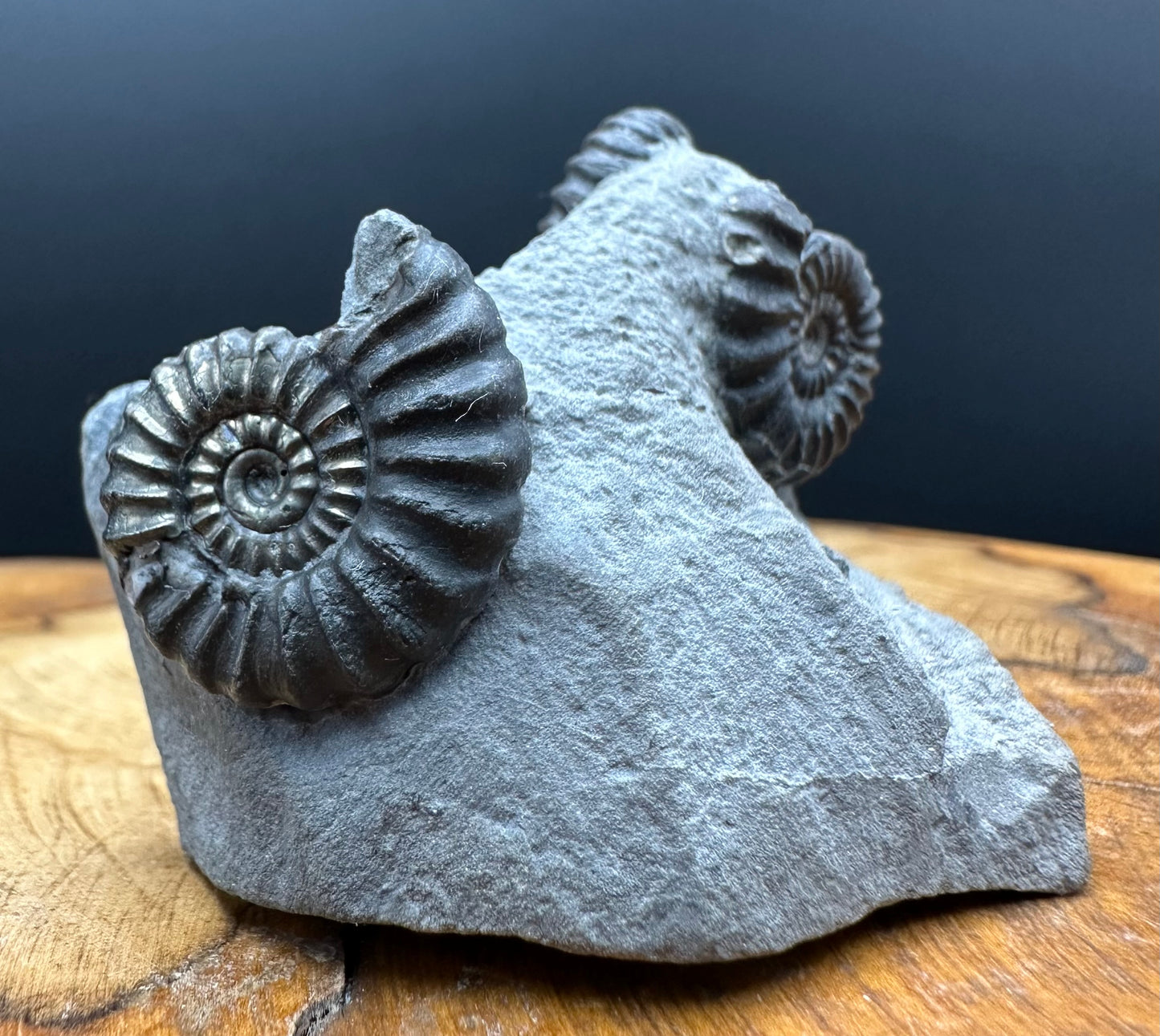 Promicroceras ammonite shell fossil with box and stand - Whitby, North Yorkshire Jurassic Coast Yorkshire Fossils