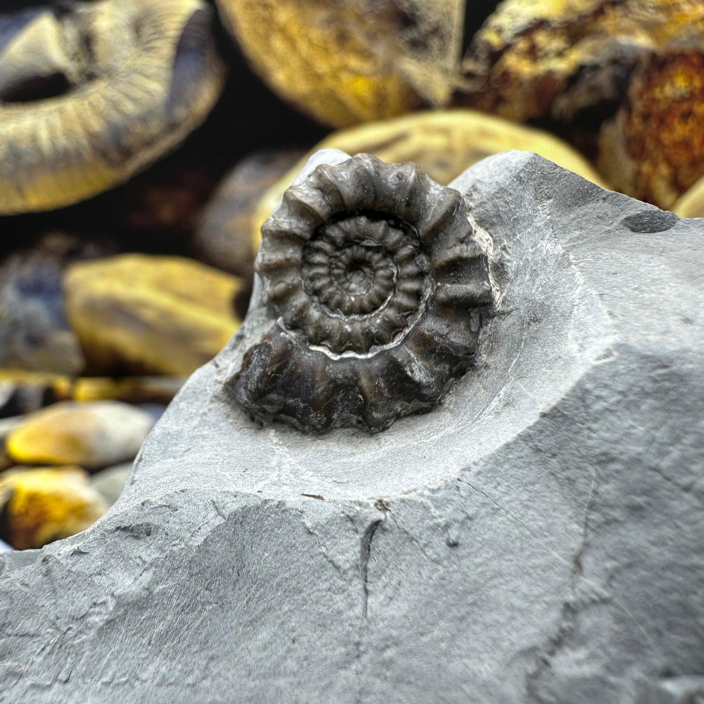 Gagaticeras ammonite fossil - Whitby, North Yorkshire