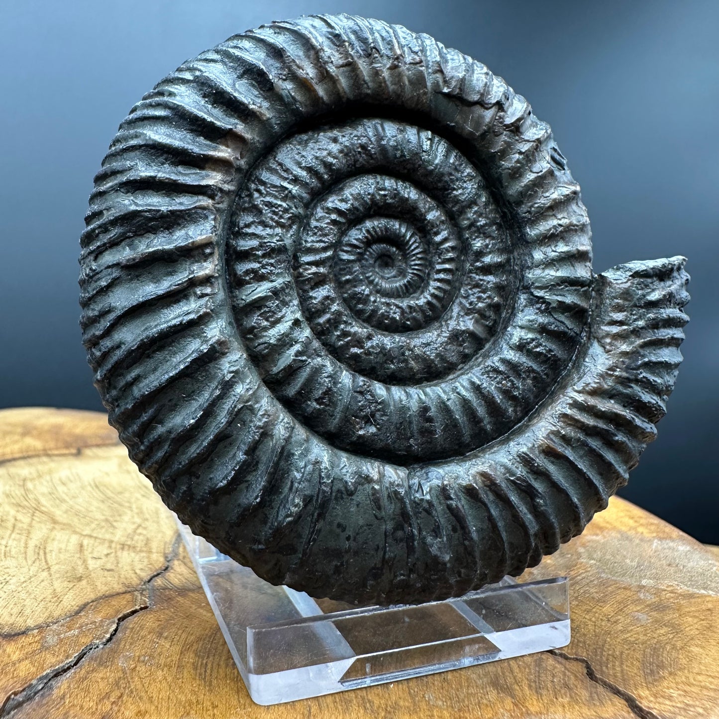 Dactylioceras Ammonite Fossil With box and Stand - Whitby, North Yorkshire Jurassic Coast Yorkshire Fossils