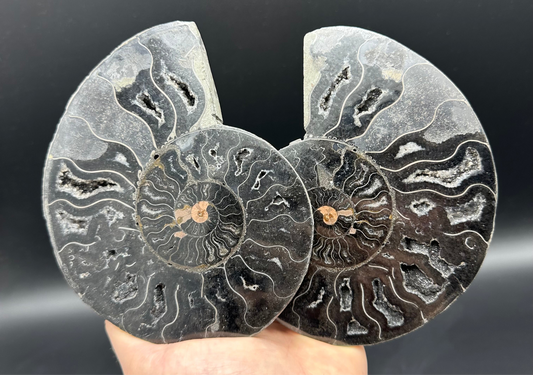 Cleoniceras Ammonite Cut And Polished Fossil Pair With Stand - Cretaceous Ammonite Madagascar