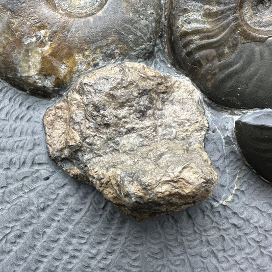 Eleganticeras Elegantulum ammonite / Coprolite fossil with box and stand - Whitby, North Yorkshire Jurassic Coast, Yorkshire Fossils