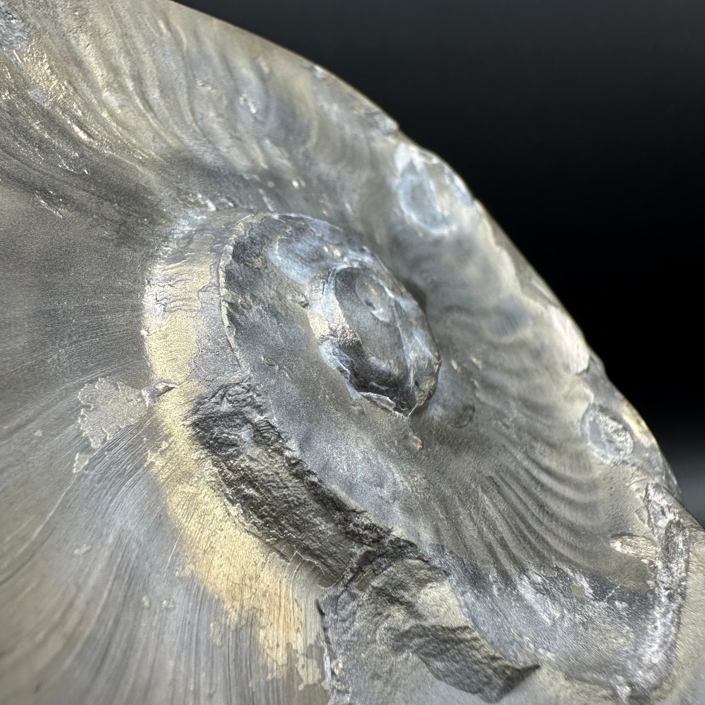 Golden Egg (GENUINE) Ammonite Fossil With Stand - Whitby, North Yorkshire Jurassic Coast Yorkshire Fossils