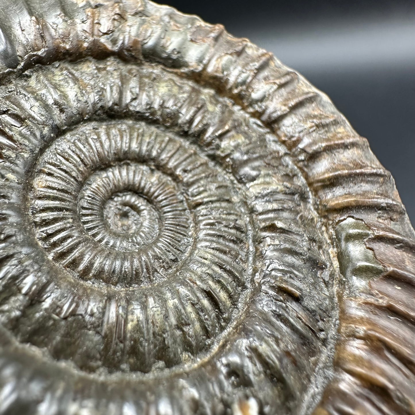 Dactylioceras Ammonite Fossil With Box And Stand - Whitby, North Yorkshire Jurassic Coast Yorkshire Fossils