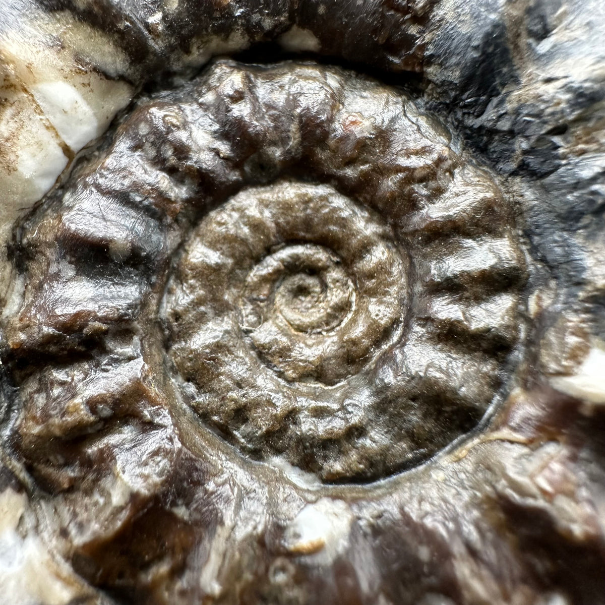Androgynoceras maculatum ammonite fossil with stand - Whitby, North Yorkshire Jurassic Coast Yorkshire Fossils