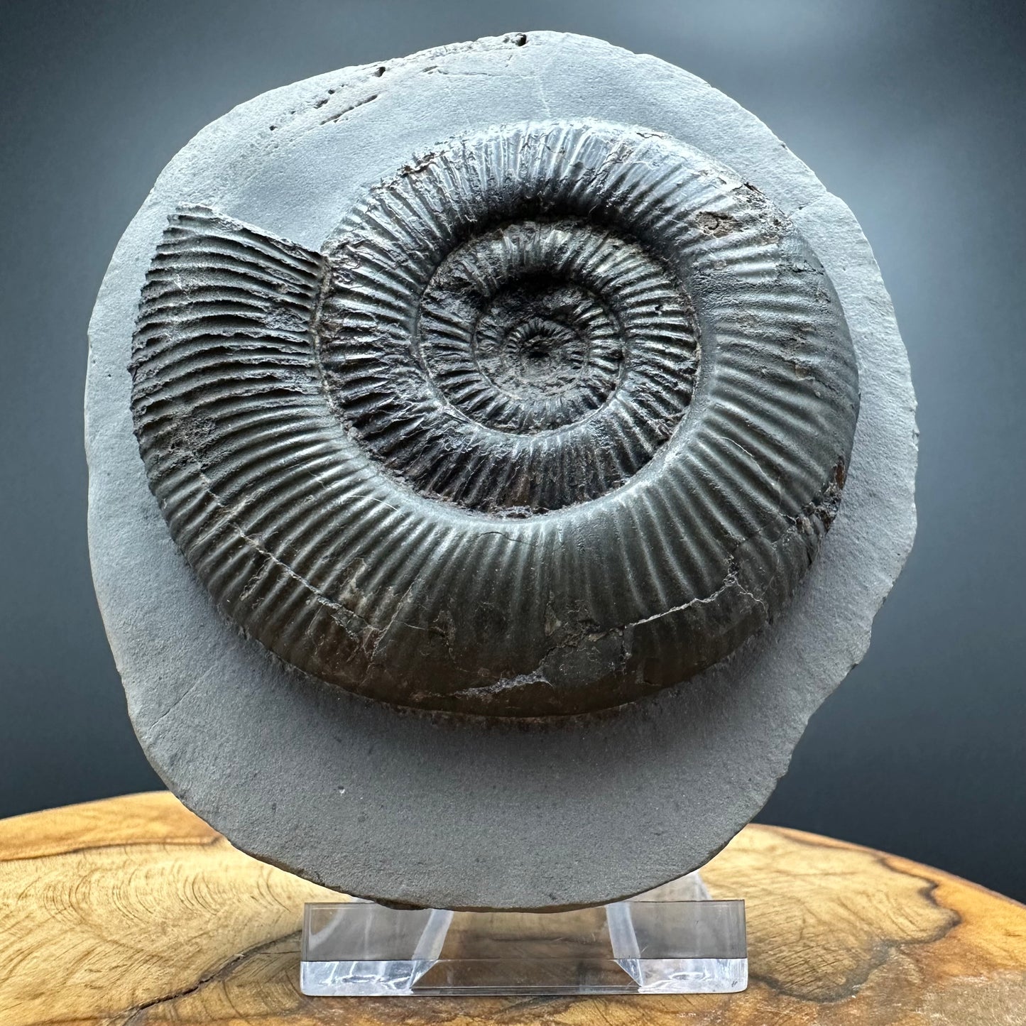 Dactylioceras semicelatum Ammonite fossil with stand - Whitby, North Yorkshire Jurassic Coast Yorkshire Fossils