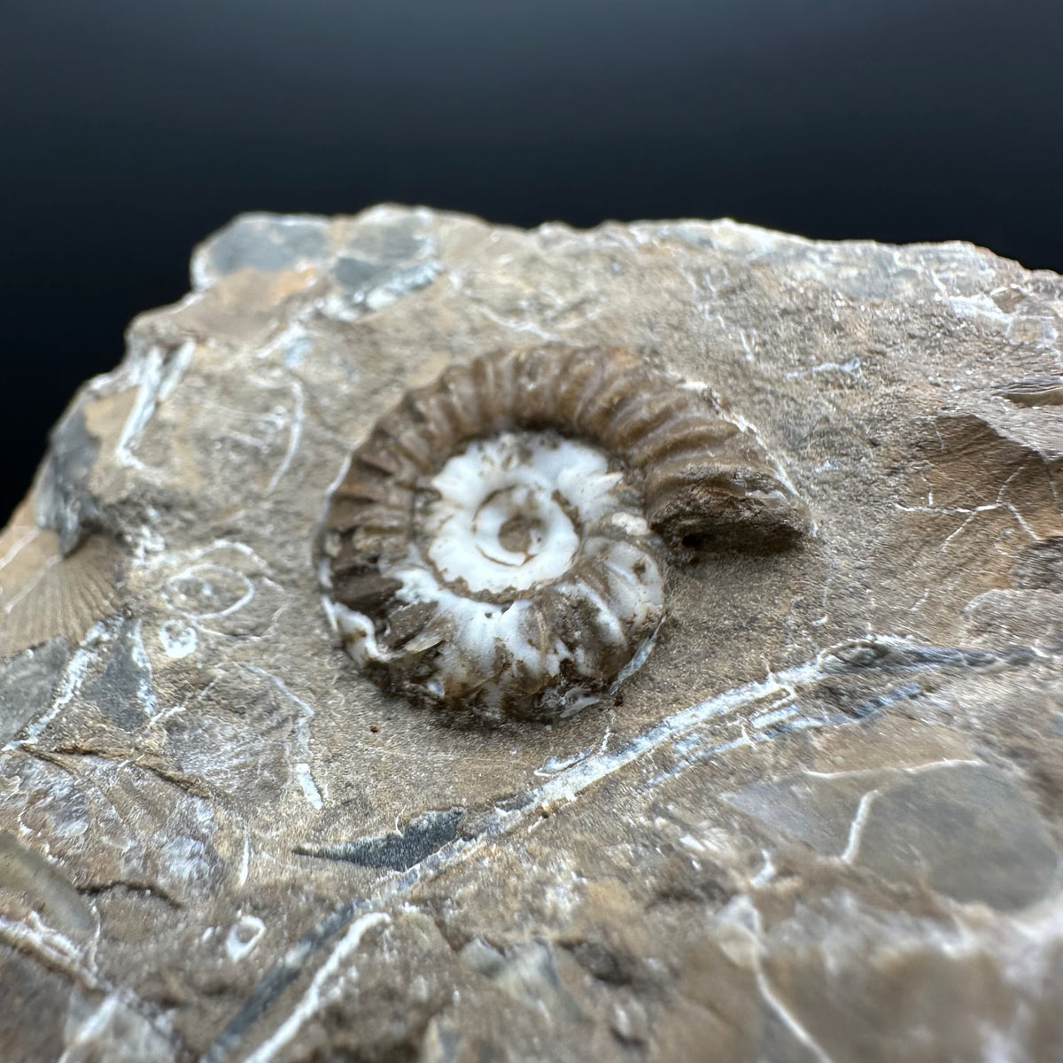 Androgynoceras capricornus Ammonite Fossil With Stand - Whitby, North Yorkshire Jurassic Coast Yorkshire Fossils