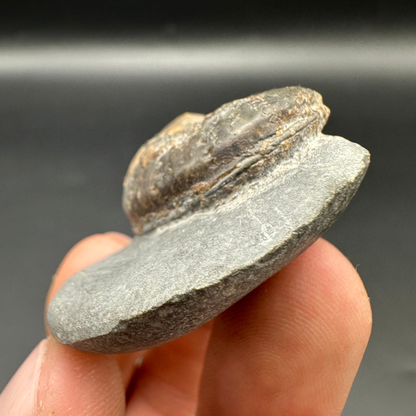 Frechiella ammonite fossil with box and stand - Whitby, North Yorkshire Jurassic Coast Yorkshire Fossil