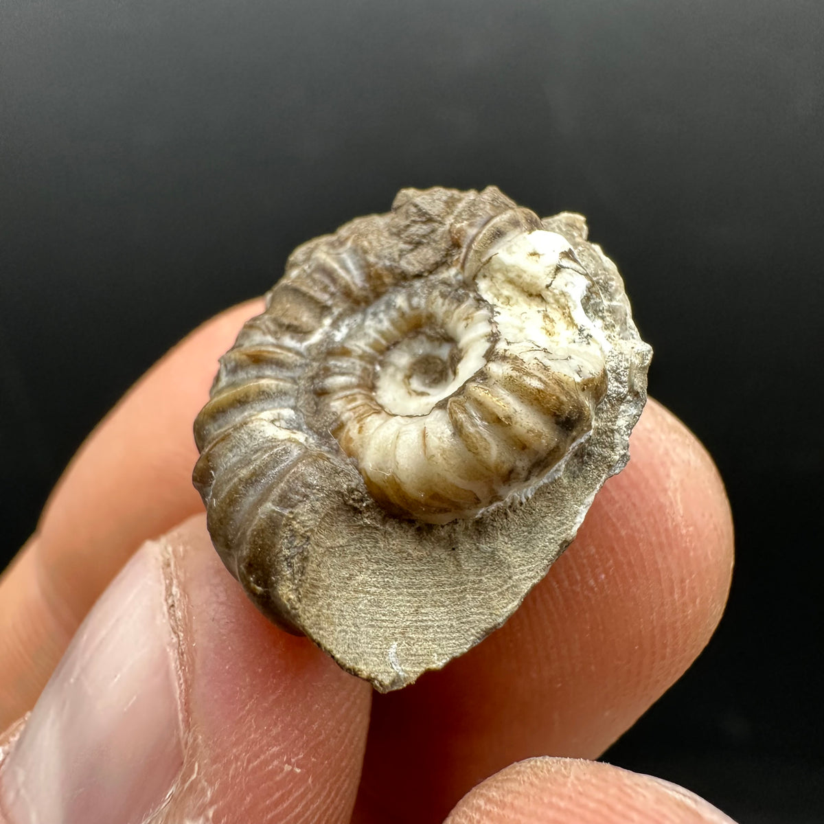 Androgynoceras capricornus Ammonite Fossil With Stand - Whitby, North Yorkshire Jurassic Coast Yorkshire Fossils
