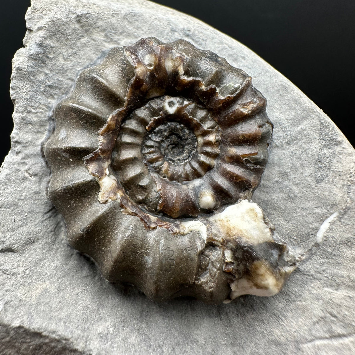 Androgynoceras maculatum ammonite fossil with box and stand - Whitby, North Yorkshire Jurassic Coast Yorkshire Fossils