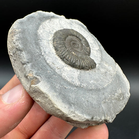 Dactylioceras Ammonite Fossil With Box And Stand - Whitby, North Yorkshire Jurassic Coast Yorkshire Fossils