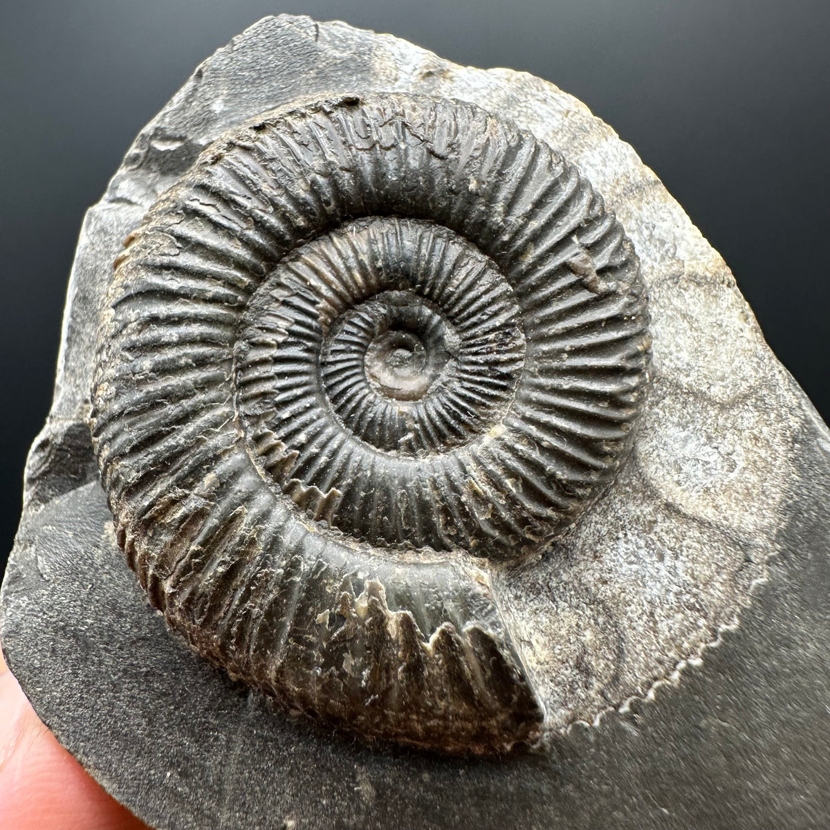 Dactylioceras Ammonite Fossil With box and Stand - Whitby, North Yorkshire Jurassic Coast Yorkshire Fossils
