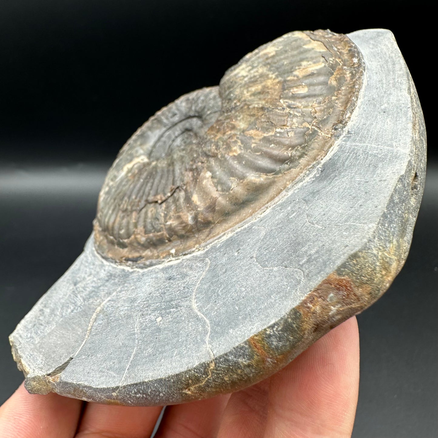 Haugia beani ammonite fossil with box and stand - Whitby, North Yorkshire Jurassic Coast Yorkshire Fossils