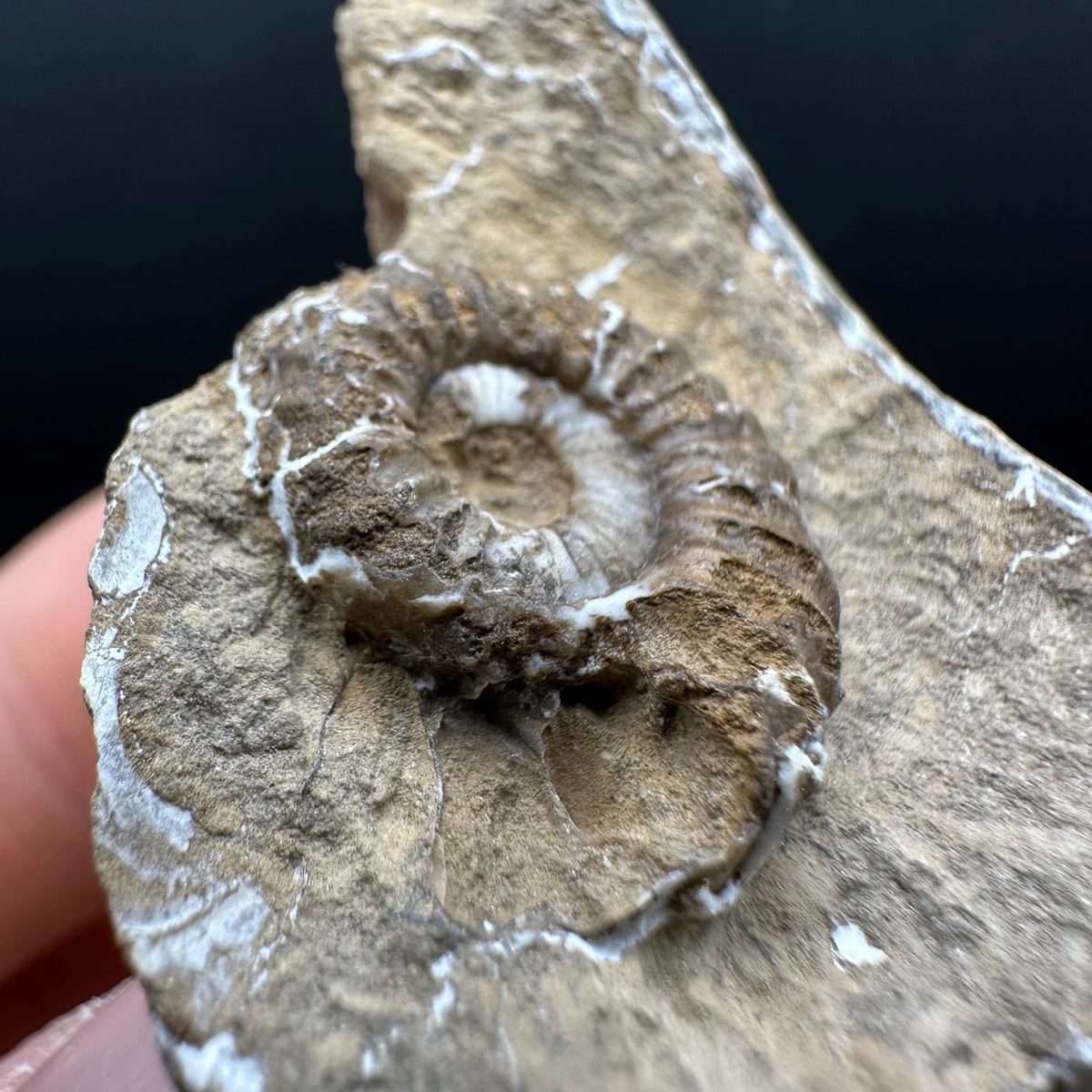 Androgynoceras capricornus Ammonite Fossil With Stand - Whitby, North Yorkshire Jurassic Coast Yorkshire Fossils