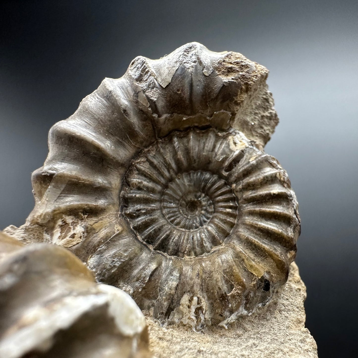 Androgynoceras capricornus Ammonite Fossil With Box And Stand - Whitby, North Yorkshire Jurassic Coast Yorkshire Fossils