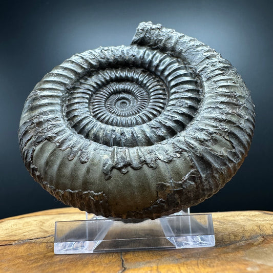 Dactylioceras Ammonite Fossil With box and Stand - Whitby, North Yorkshire Jurassic Coast Yorkshire Fossils