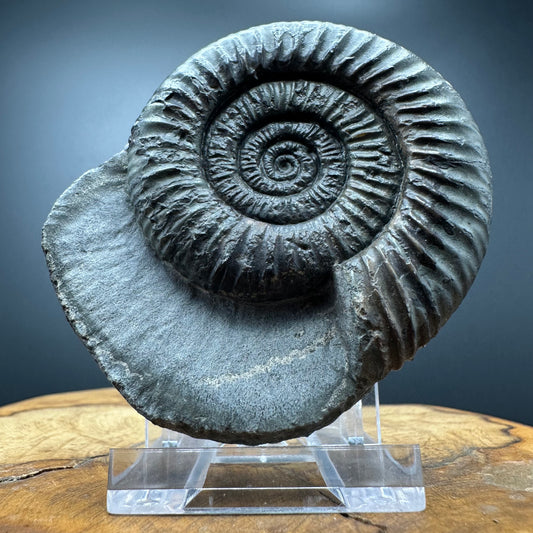 Dactylioceras Ammonite Fossil With box and Stand - Whitby, North Yorkshire Jurassic Coast Yorkshire Fossils