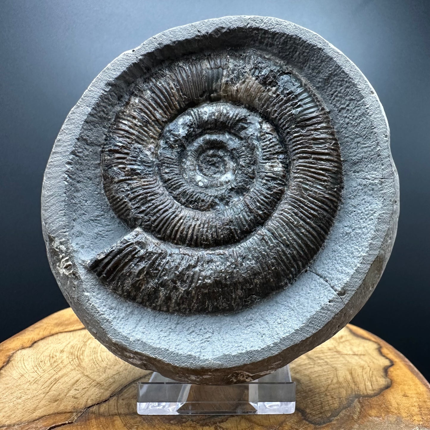 Dactylioceras tenuicostatum Ammonite fossil with box and stand - Whitby, North Yorkshire Jurassic Coast