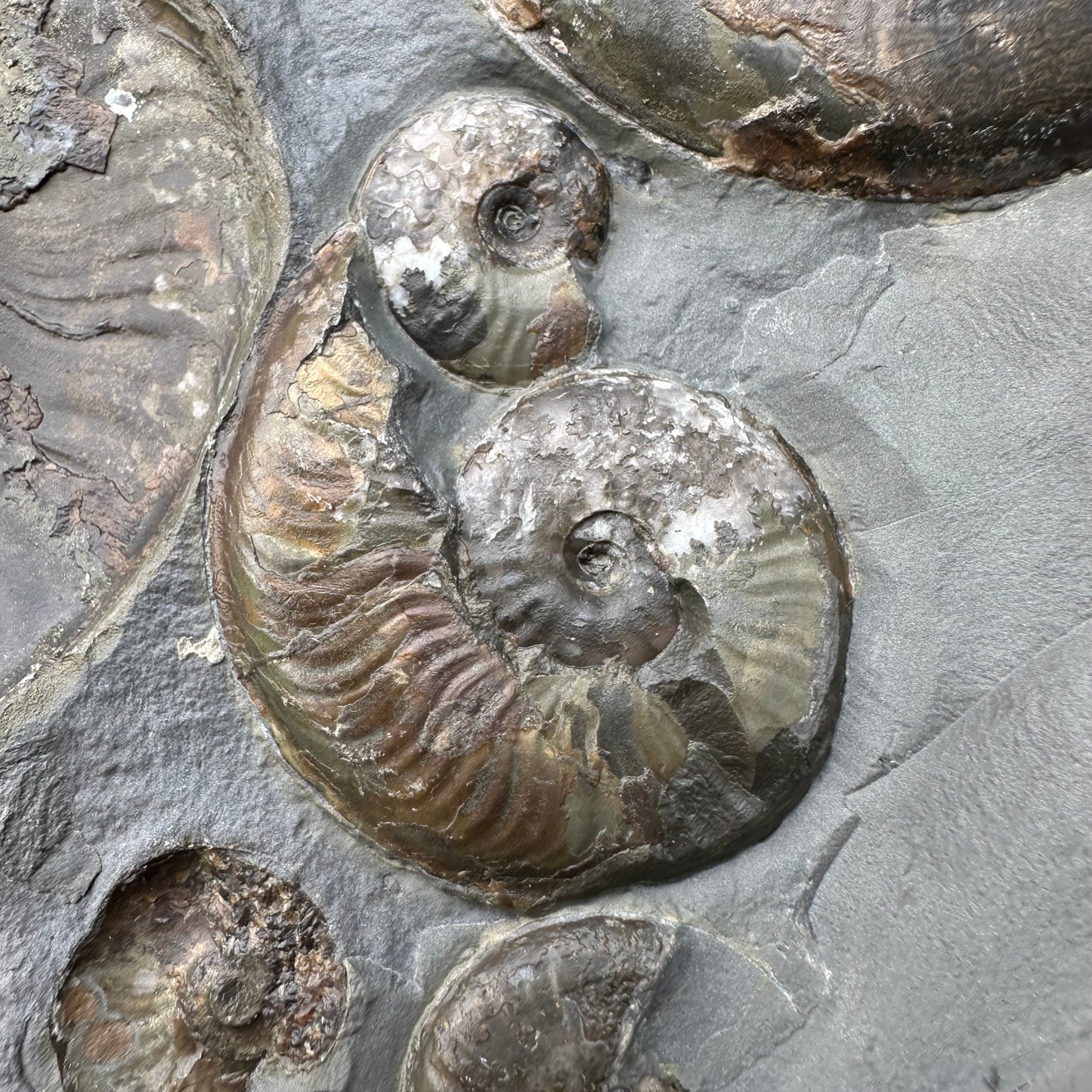 Golden Egg (GENUINE) Ammonite Fossil With Stand - Whitby, North Yorkshire Jurassic Coast Yorkshire Fossils