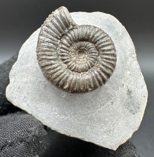 Porpoceras vortex ammonite fossil with box and stand - Whitby, North Yorkshire Jurassic Coast, Yorkshire fossils