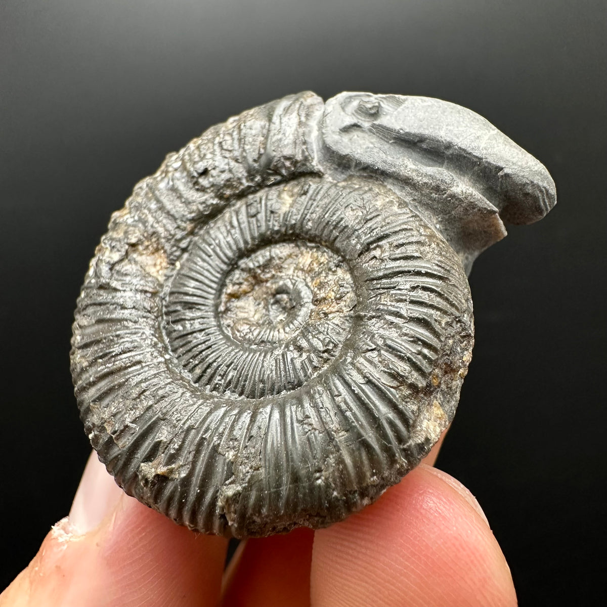 Snakestone Ammonite Fossil With Bag/Box And Stand - Whitby, North Yorkshire Jurassic Coast Yorkshire Fossils