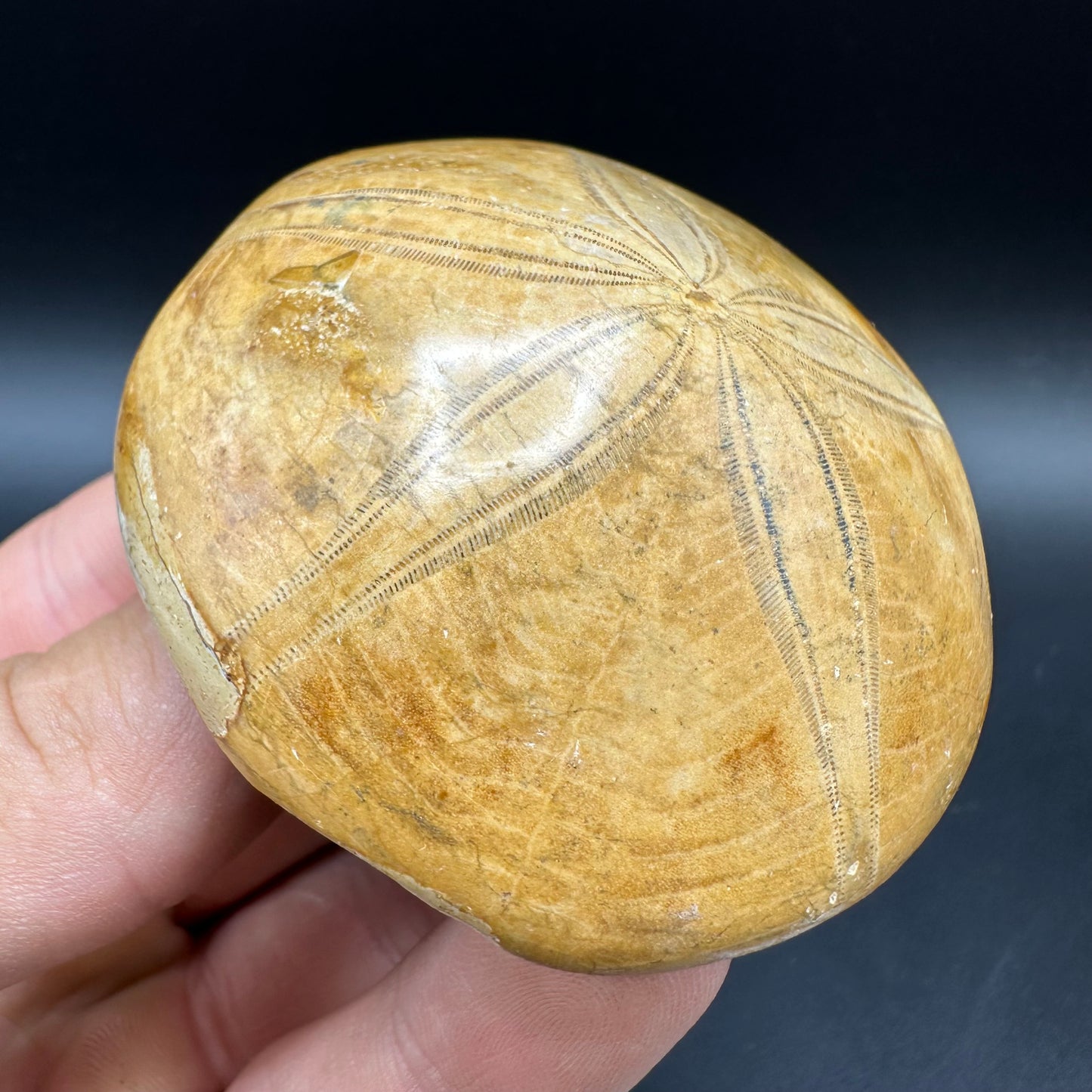 Holectypus Sea Urchin Fossil With Box And Stand - Middle Jurassic Madagascar