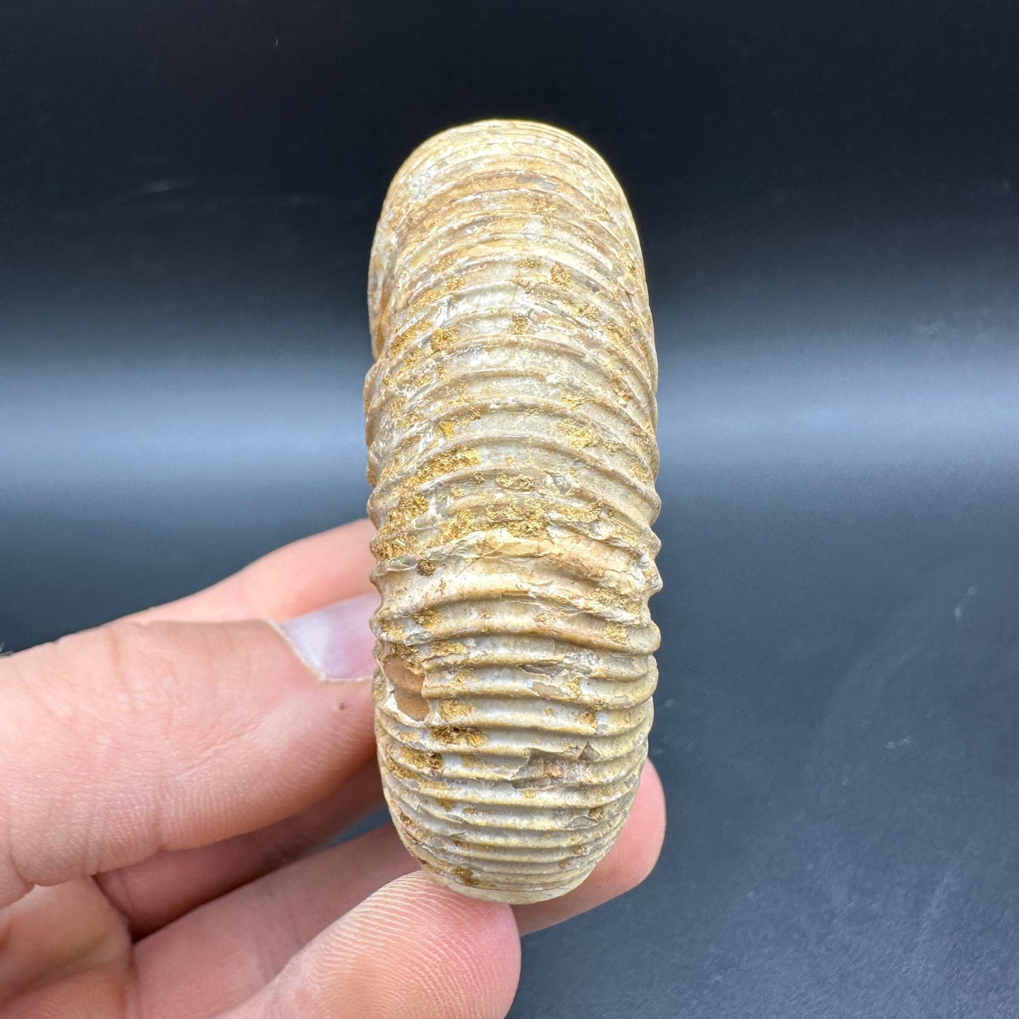 Dichotomosphinctes Ammonite Fossil With Box And Stand - Middle Jurassic Ammonite Madagascar