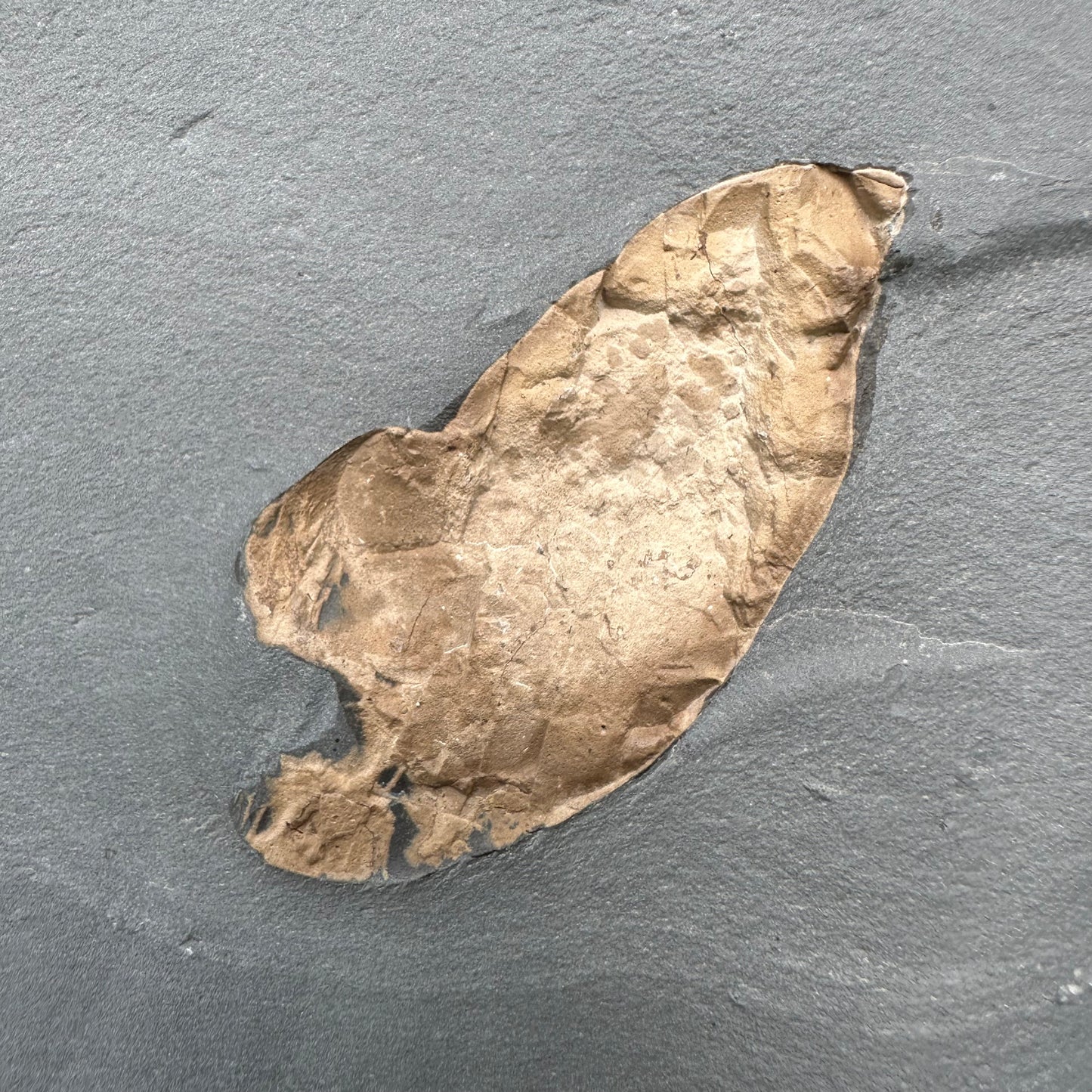 Golden Egg (GENUINE) Coprolite Fossil With Stand - Whitby, North Yorkshire Jurassic Coast Yorkshire Fossils