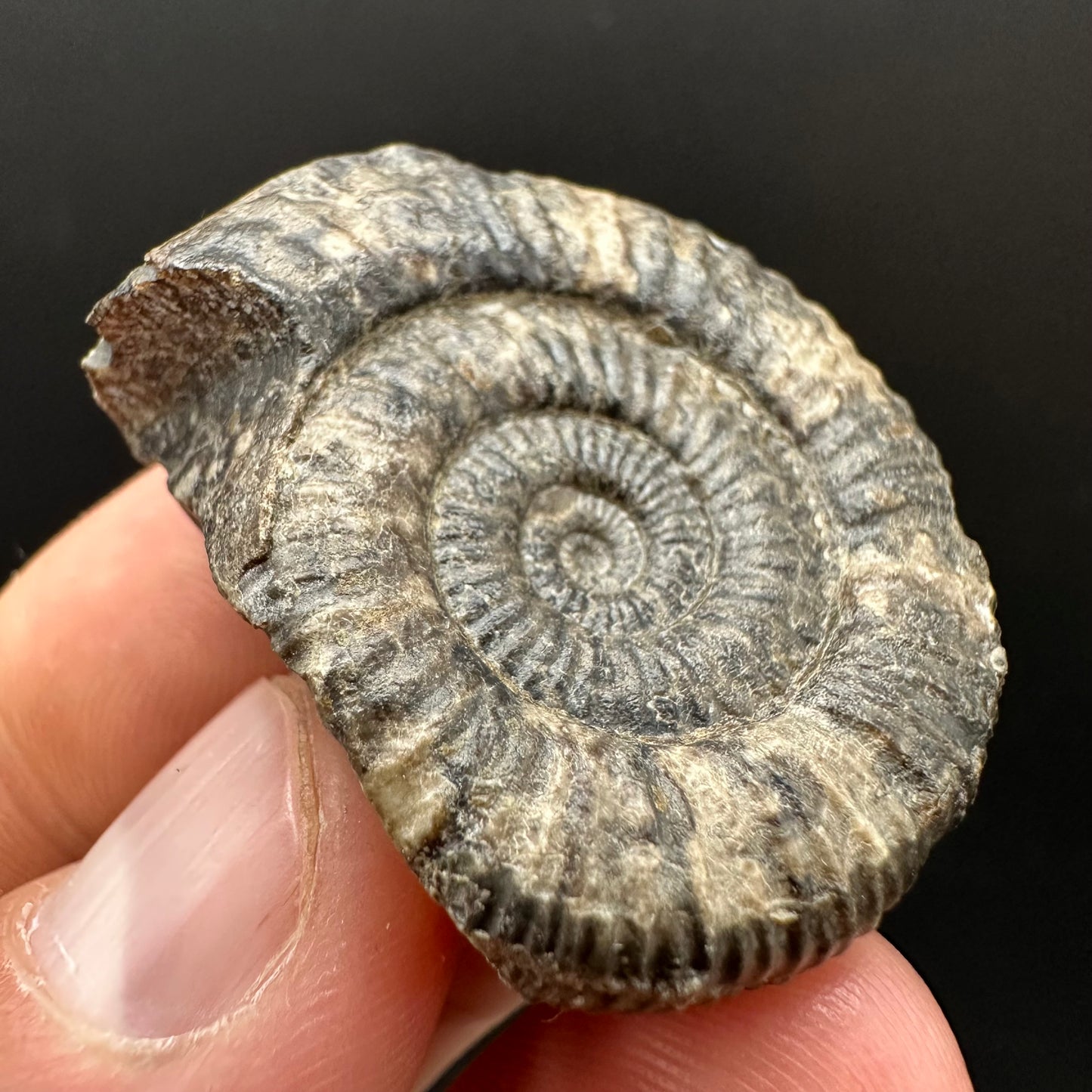 Dactylioceras Ammonite Fossil Gift Set - Whitby, North Yorkshire Jurassic Coast Yorkshire Fossils