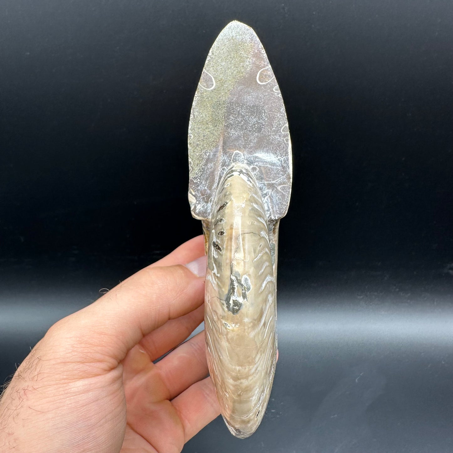 Cleoniceras Ammonite Fossil With Stand - Cretaceous Ammonite Madagascar