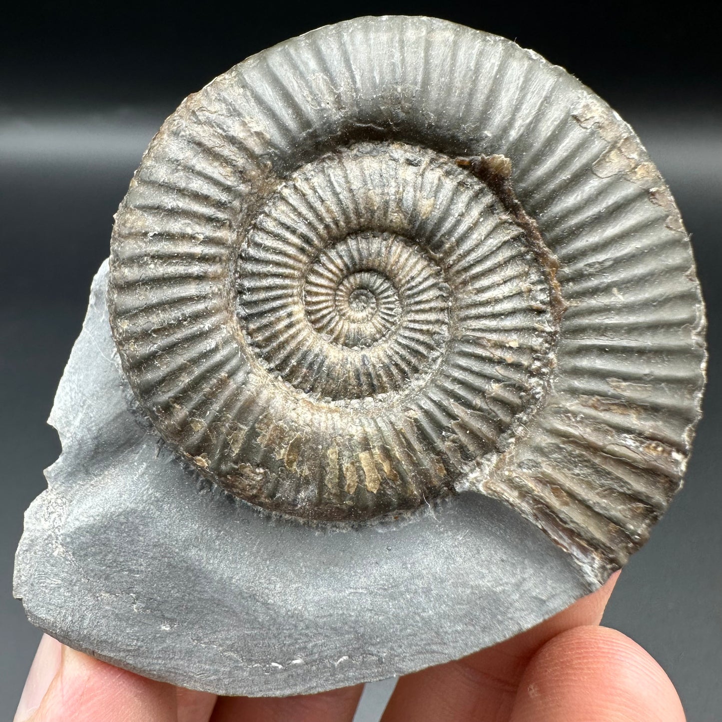 Zugodactylites ammonite fossil with box and stand - Whitby, North Yorkshire Jurassic Coast, Yorkshire fossils