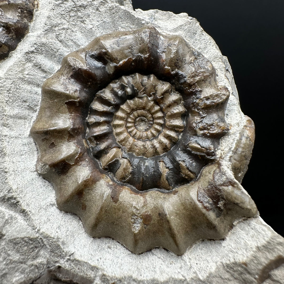 Androgynoceras maculatum ammonite fossil with stand - Whitby, North Yorkshire Jurassic Coast Yorkshire Fossils