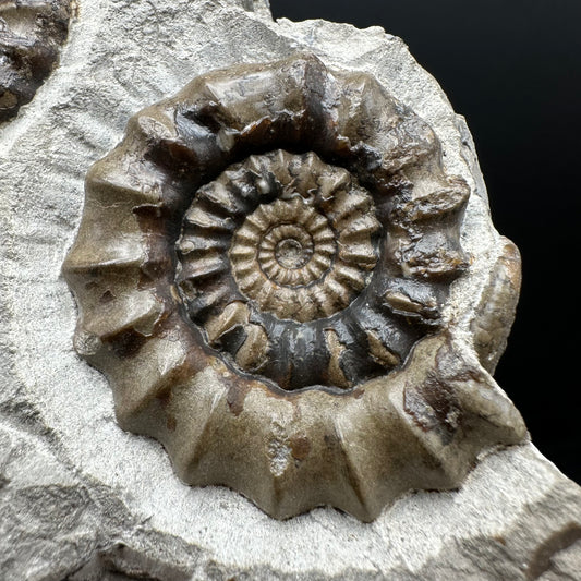 Androgynoceras maculatum ammonite fossil with stand - Whitby, North Yorkshire Jurassic Coast Yorkshire Fossils
