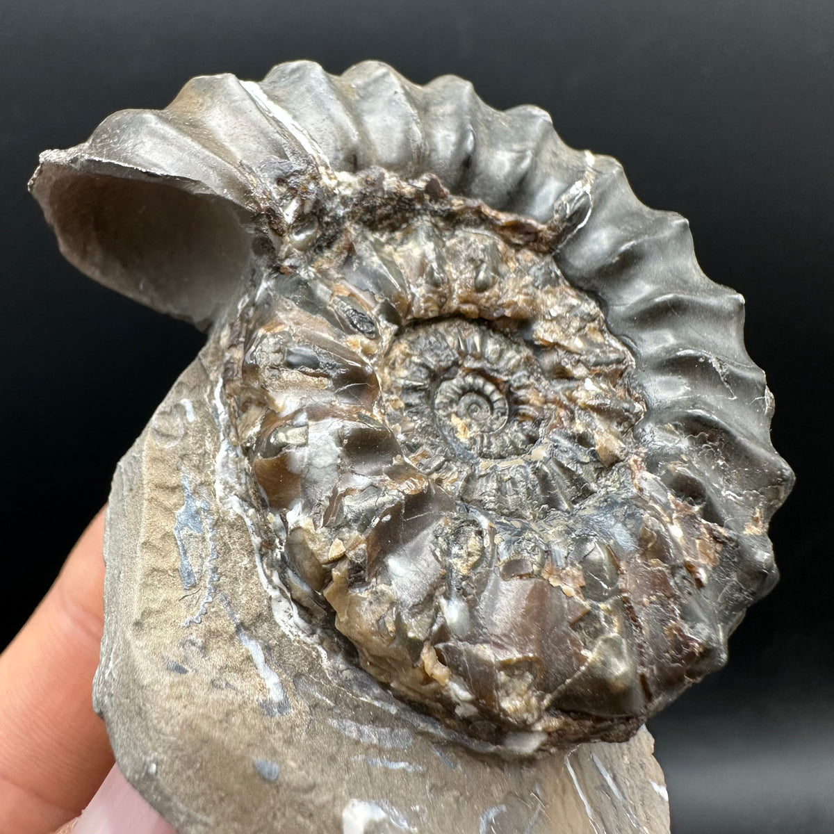 Pleuroceras paucicostatum ammonite fossil with box and stand - Whitby, North Yorkshire Jurassic Coast Yorkshire Fossils