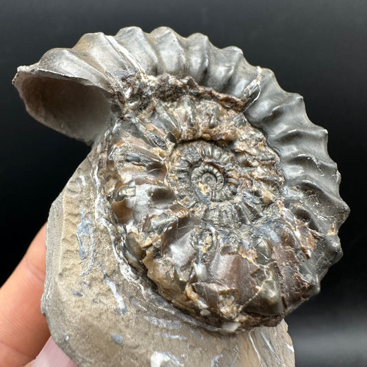 Pleuroceras paucicostatum ammonite fossil with box and stand - Whitby, North Yorkshire Jurassic Coast Yorkshire Fossils