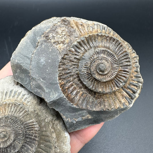Dactylioceras imprint (negative) bundle ammonite shell fossil with box - Whitby, North Yorkshire, Yorkshire Fossils