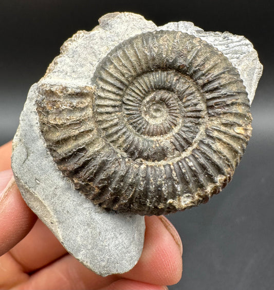 Dactylioceras Ammonite Fossil With Box And Stand - Whitby, North Yorkshire Jurassic Coast Yorkshire Fossils