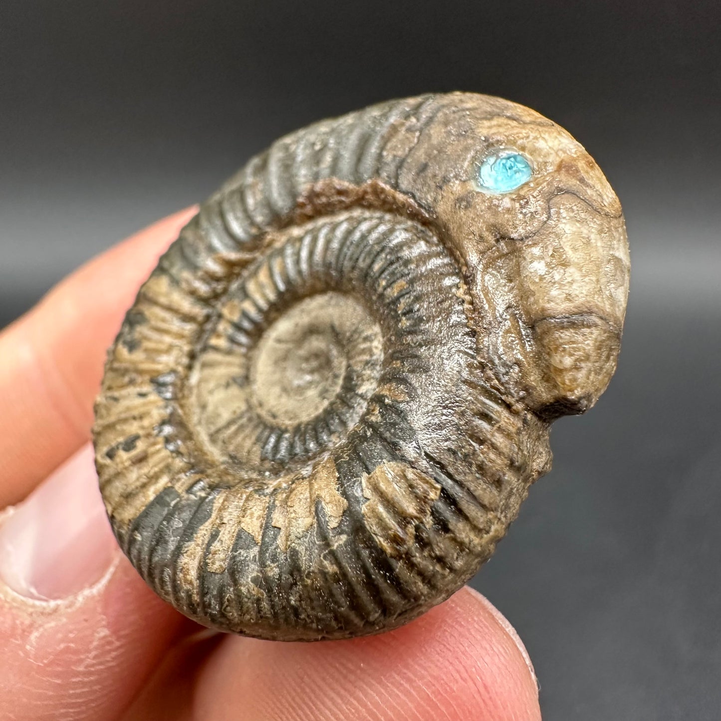 Snakestone Ammonite Fossil With Bag/Box And Stand - Whitby, North Yorkshire Jurassic Coast Yorkshire Fossils