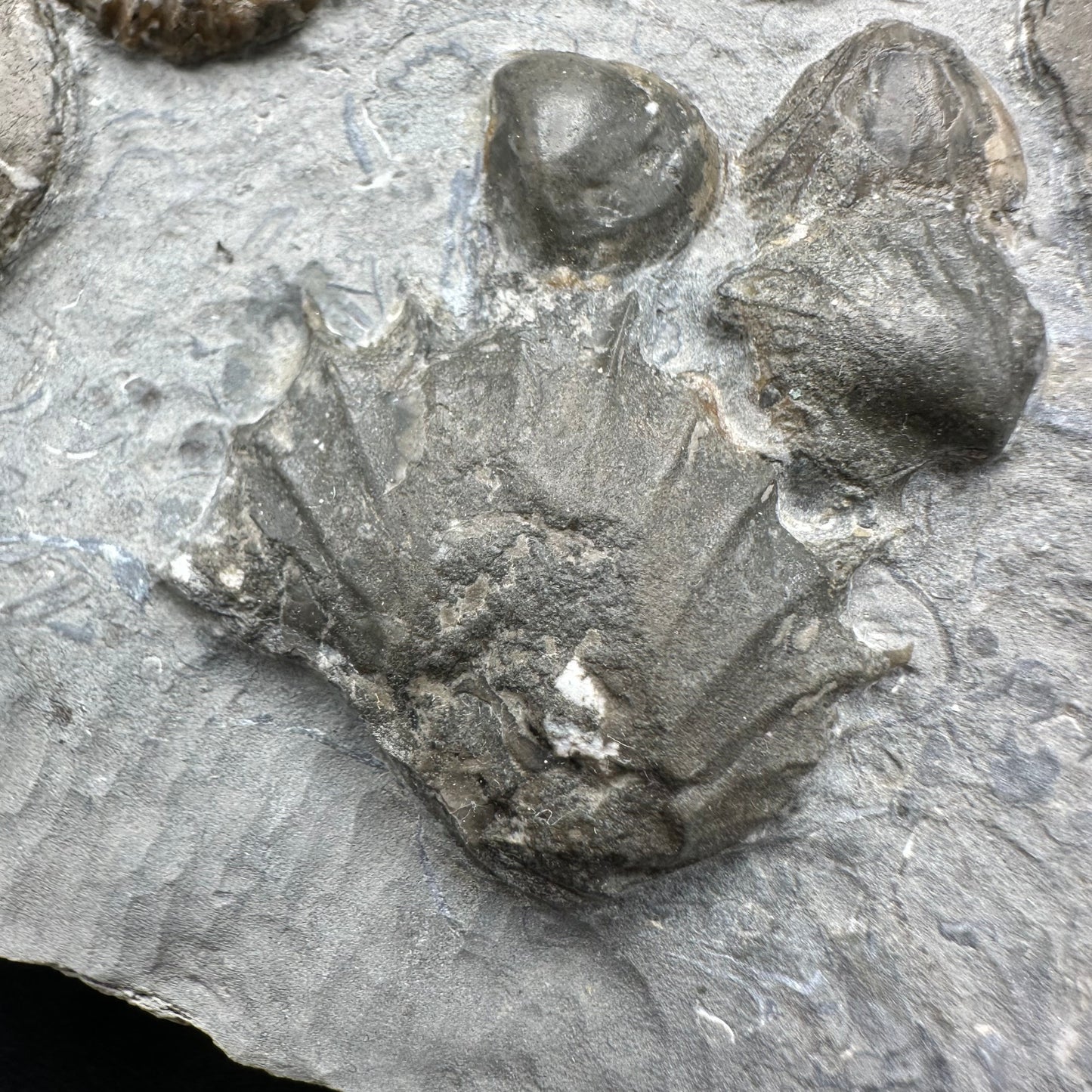 Androgynoceras capricornus Ammonite fossil with box and stand - Whitby, North Yorkshire Jurassic Coast Yorkshire Fossils
