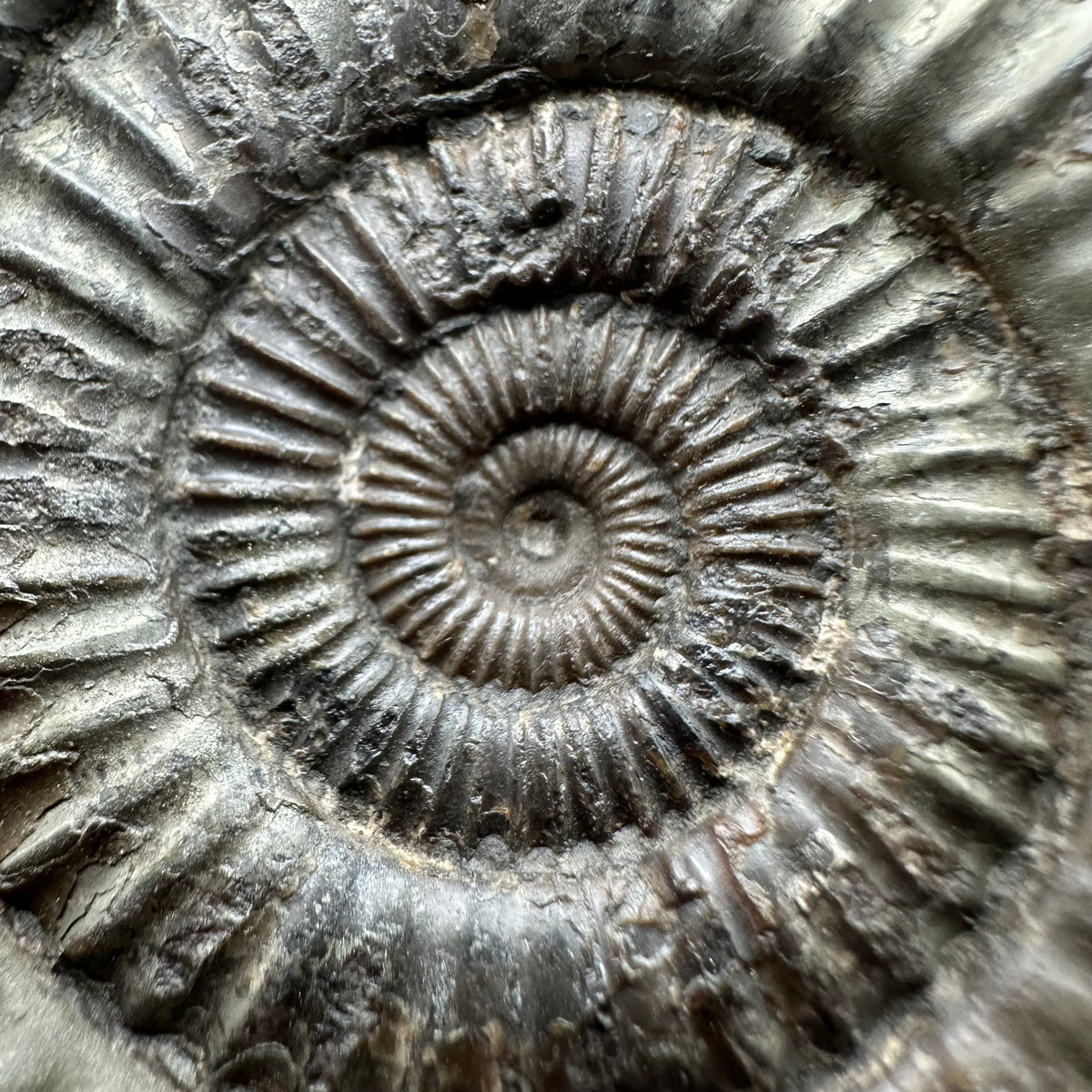 Dactylioceras Ammonite Fossil With box and Stand - Whitby, North Yorkshire Jurassic Coast Yorkshire Fossils