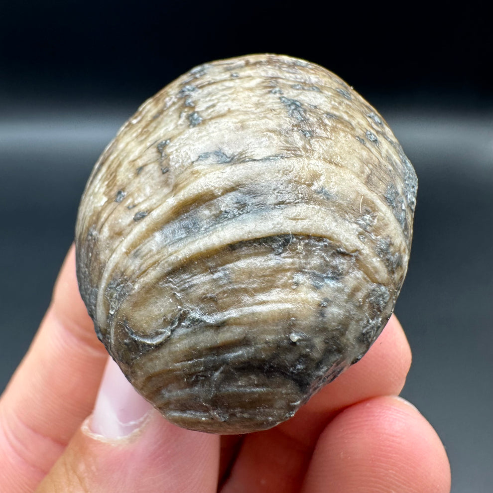 Rectangular Shell Fossil Bivalve Shell fossil with tin and stand - Whitby, North Yorkshire, Jur ...