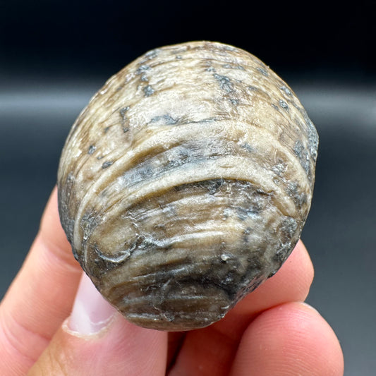 Shell fossil with tin and stand - Whitby, North Yorkshire, Jurassic Coast, Yorkshire Fossils